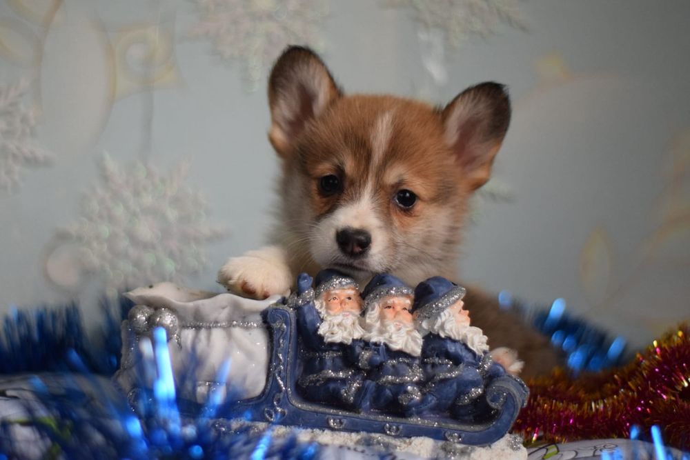 Коргі Пемброк малюки дівчатка і хлопчики тільки в люблячу родину