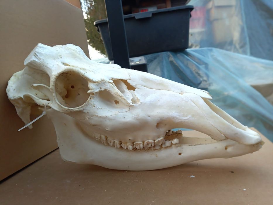 Duży możdzen czaszka jelenia poroże poroza poroże rogi osadzenia zrzuty