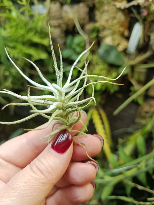 Атмосферна тілландсія