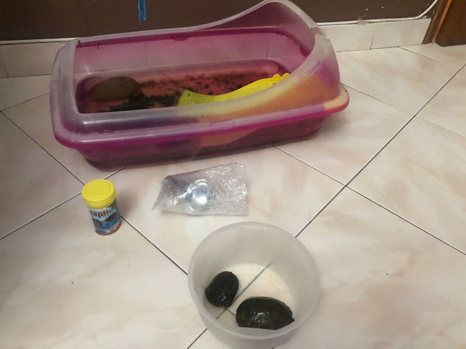 Kit tartarugueira