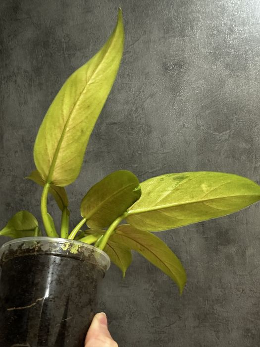 Філодендрон whipple way mint