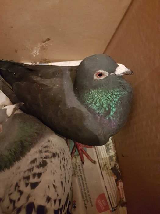 Gołębie pocztowe ,samica ,i inne
