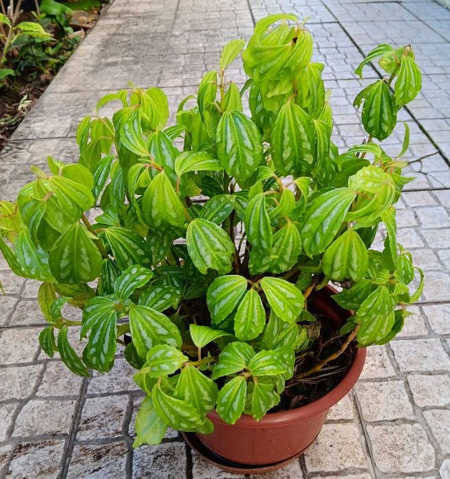 Planta verdadeira em vaso 20 cm