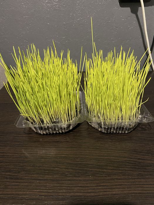 Трава для кошек и собак цена за 1 шт