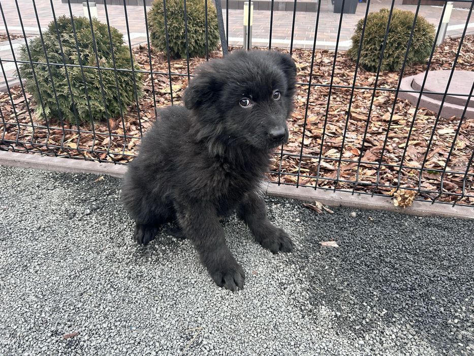 Szczeniak Owczarek Niemiecki Długowłosy