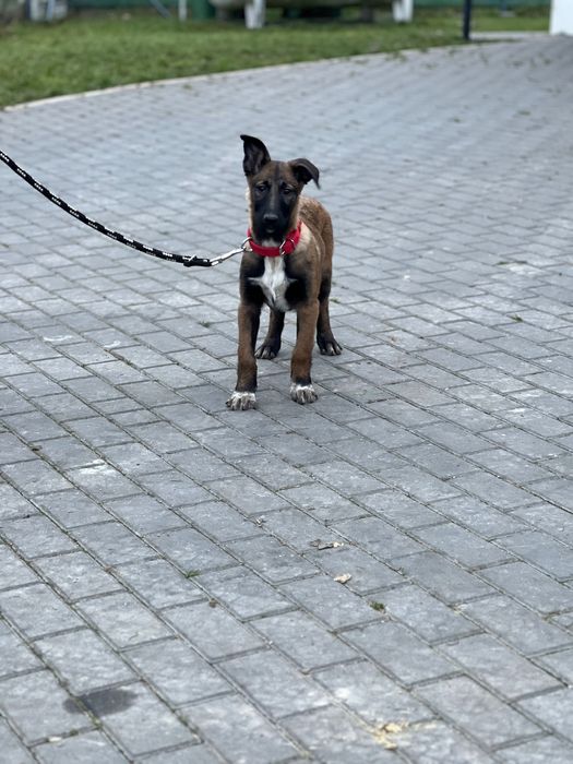 Owczarek belgijski szczeniak