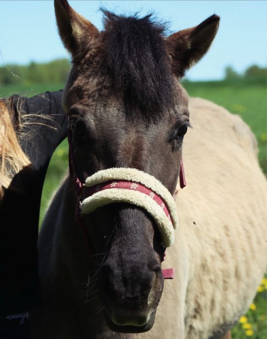 Klacz konik polski do towarzystwa