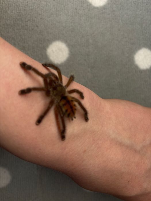 Avicularia juruensis m1 1,5 dc ns