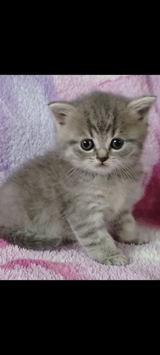 Кошенята шотландські чистокровні