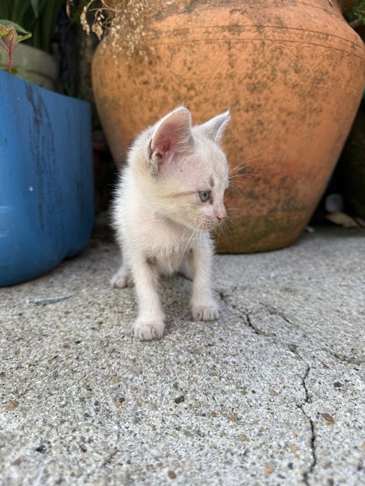 Gatinhos bebés para adoção