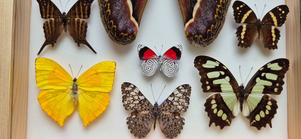 Gablotka motyle Archaeoattacus Diaethria Marpesia i inne na ścianę