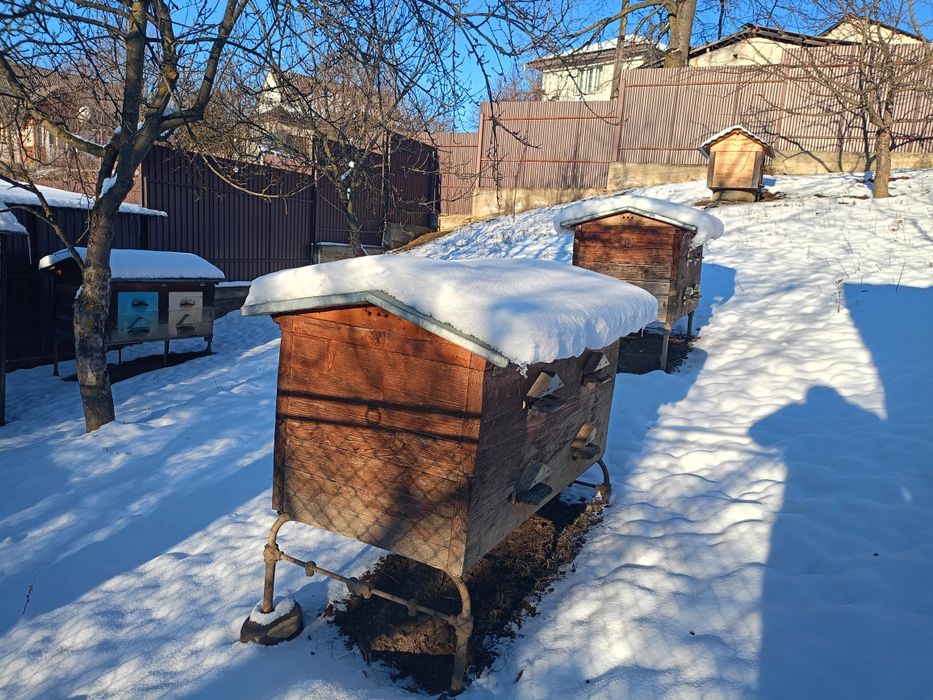 Бджолопакети карпатка