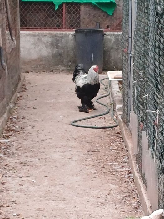 Macho  brahma dark para despensar