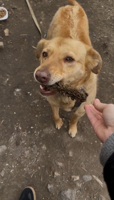 Собака безкоштовно