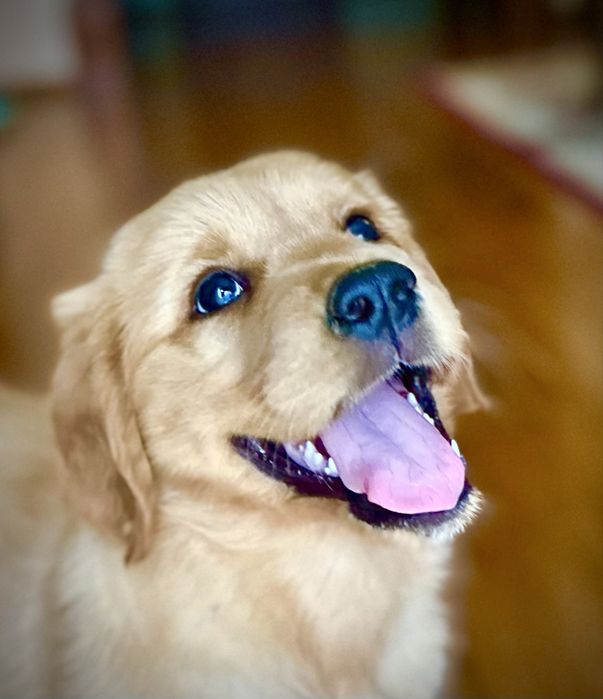 Złota suczka golden retriever do odbioru