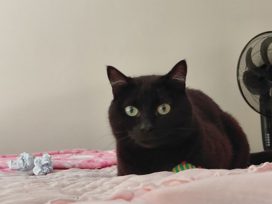 Pantera- gatinho super meigo para adoção responsável