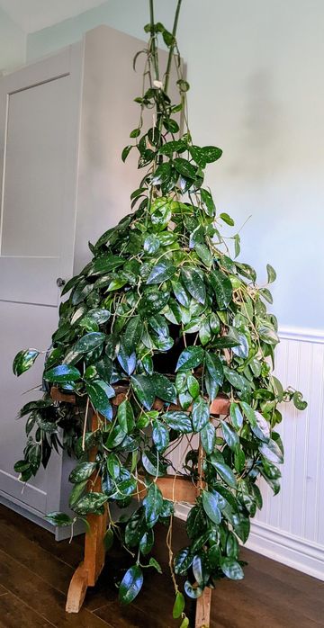 Hoya Carnosa x 2 sadzonki