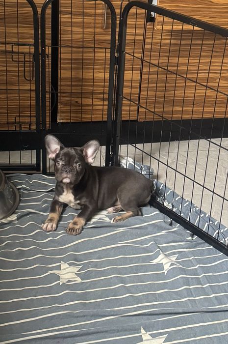 Племрозплідник пропонує цуценят французького бульдога