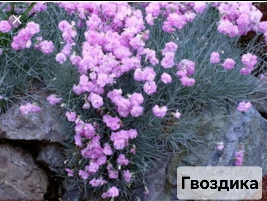 Гвоздика  садова