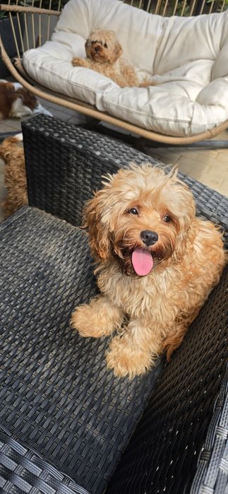 Cavapoo/ dziewczynka
