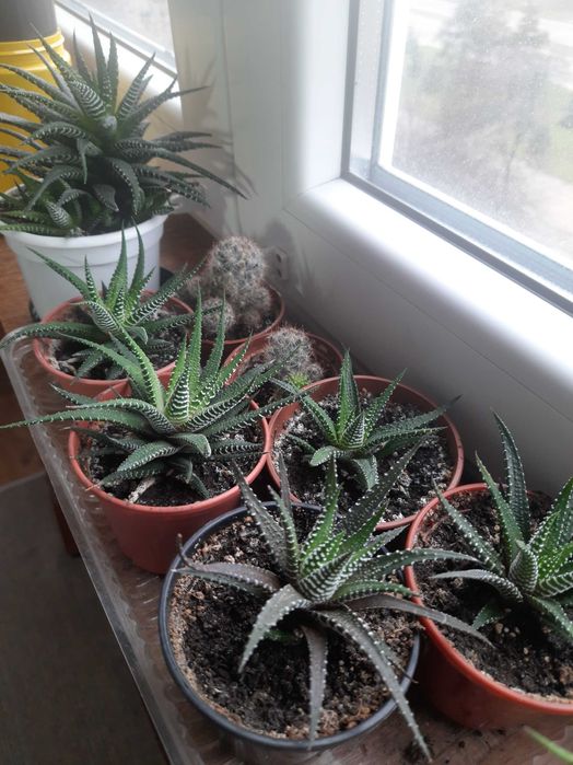 Хавортия полосатая