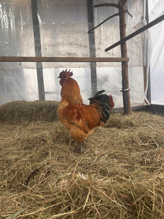 Півні порода Люйкеданьцзі, 2 красунчика віком 9 місяців