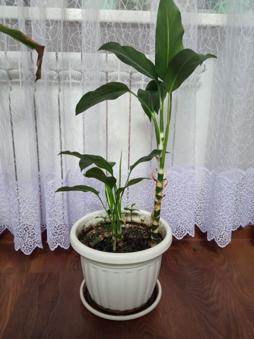 Дефенбахії різних видів та розмірів