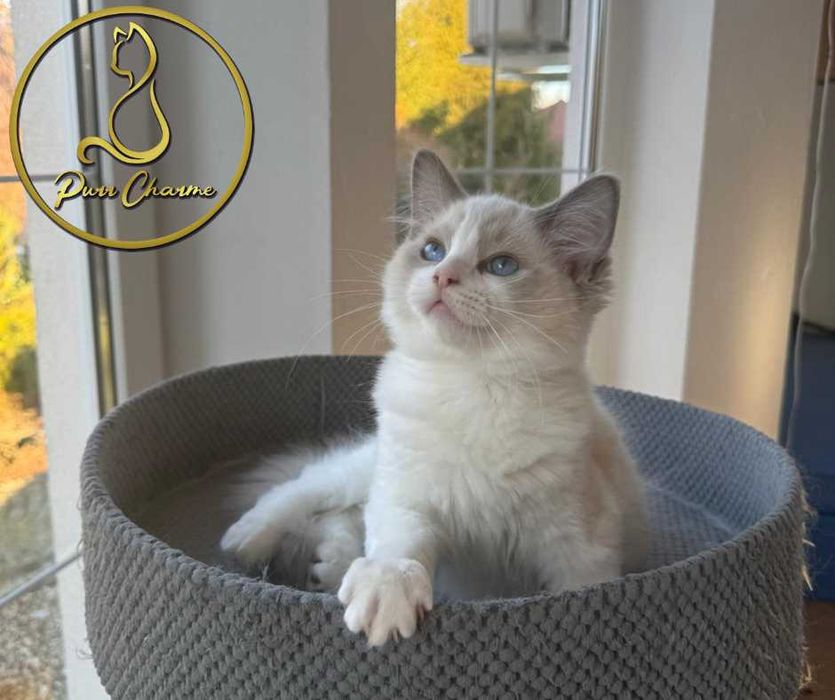 Uroczy kocur ragdoll rodowód FPL FiFe słodki