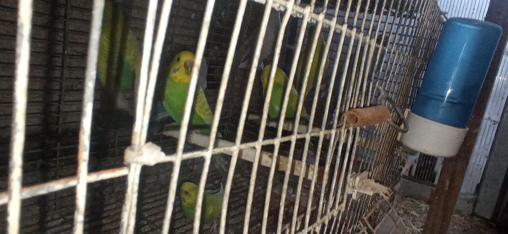 Periquitos Adultos