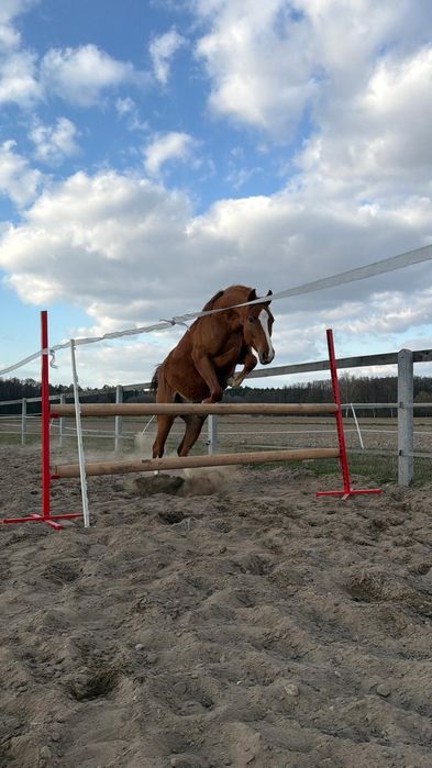 Ogier PKS 2 lata skoki zaprzeg super koń