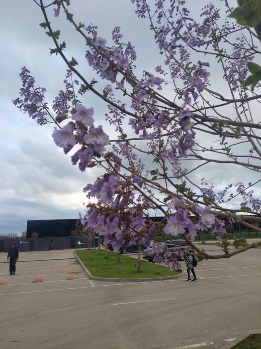 Насіння Павловнії Shan Tong уп. 1000шт, Семена Павловнии із ПОДАРУНКОМ