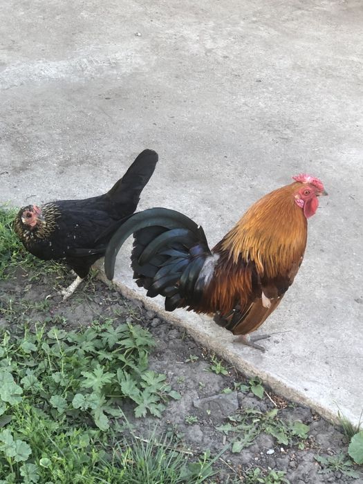 Курі породи Бентамки