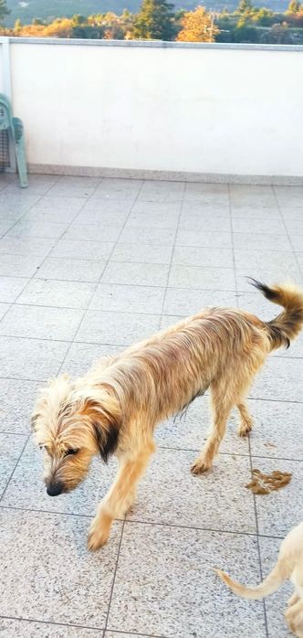 Cadelinha com 1 aninho para adopção