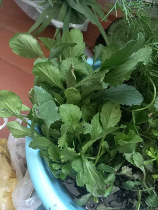 Ромашка махровая крупная кусты
