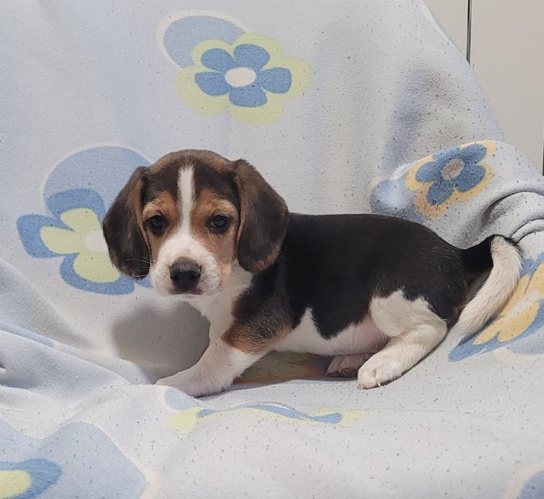 Beagle tricolor bebé