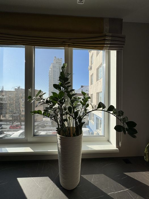 Цветок Замиокулькас 100 см в белом вазоне