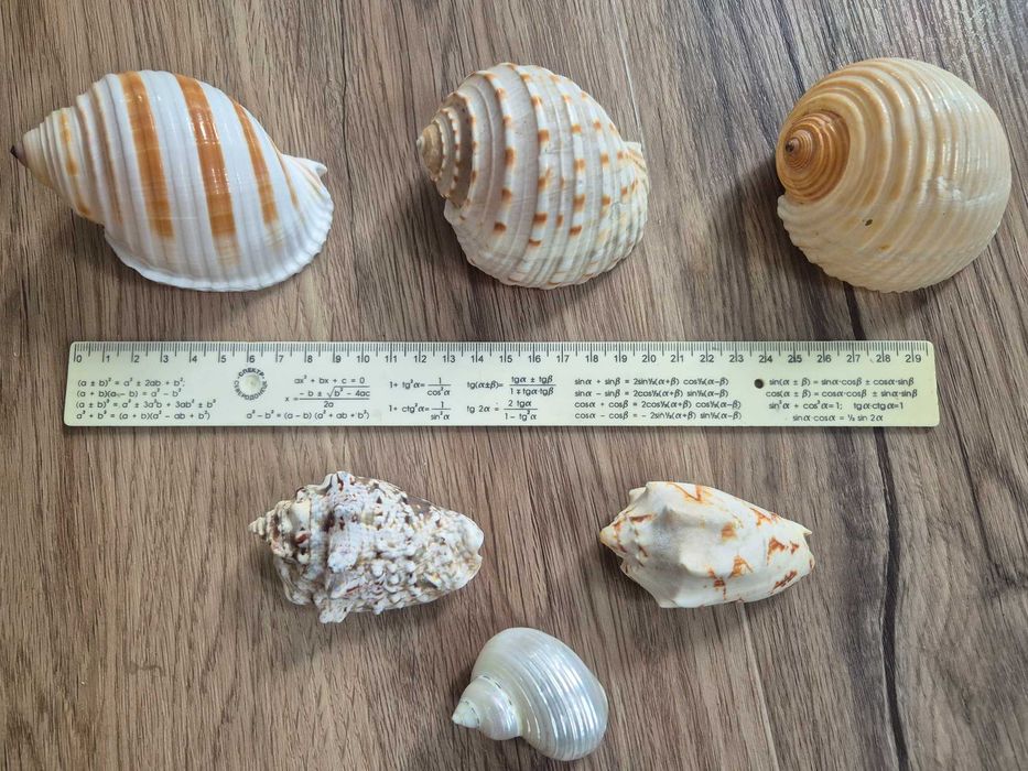 Nr26 Zestaw muszli - Semi Cassis, Tonna +GRATIS