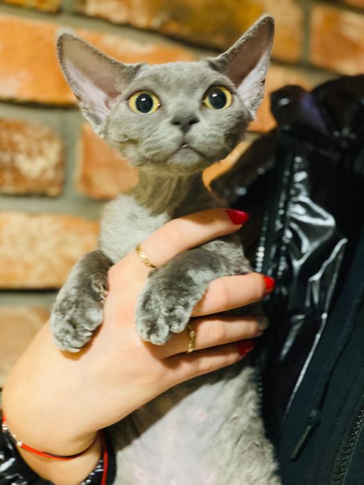 Niebieski Devon Rex