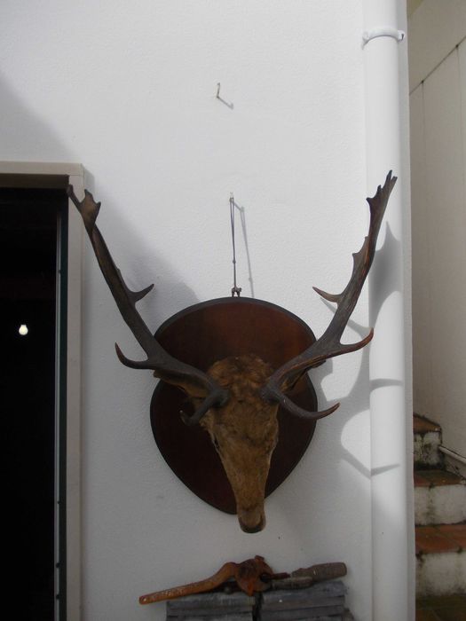 Antigo Trofeu Cabeça de Veado