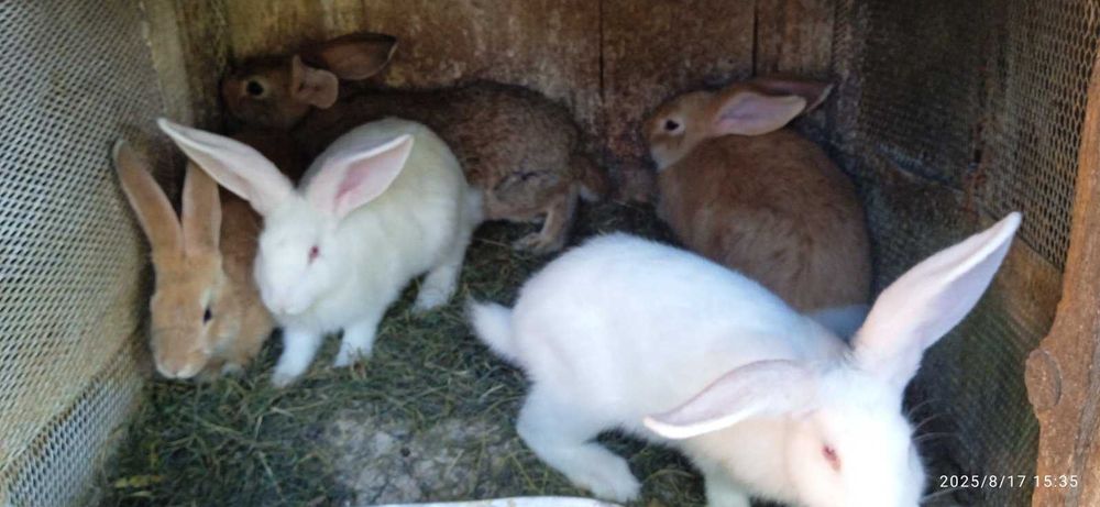 Свійські кролики