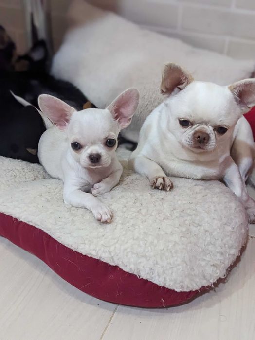 Мальчик  чихуахуа приглашает девушек.Имеет шикарное потомство!