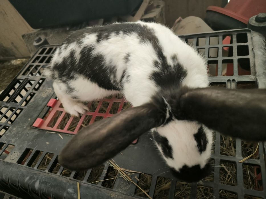 Piękna samica gotowa do zakocenia