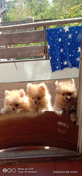 Дівчатка,Померанський шпіц