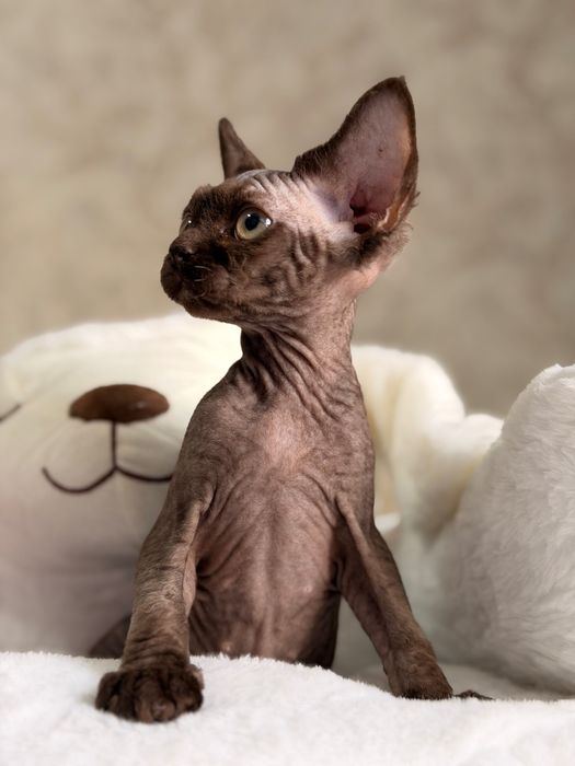 Devon Rex kotka REZERWACJA