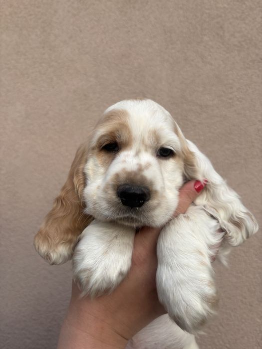 Zapowiedź miotu Cocker Spaniel Angielski