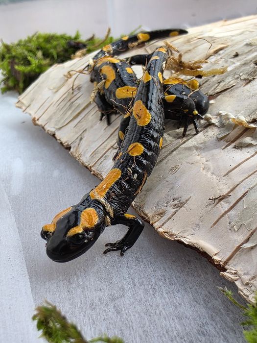 RARYTAS Salamandra algira tingitana CB26 9cm (Beni Arous, Maroko)