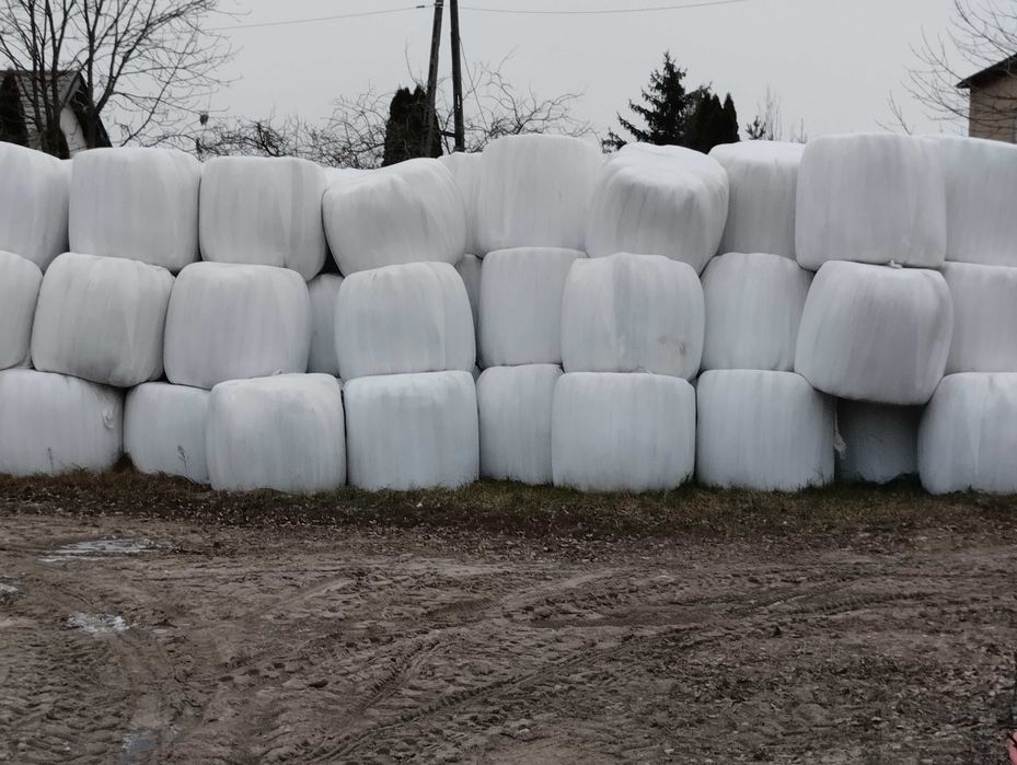 Bele sianokiszonki 120x130