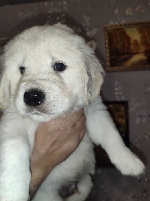 Золотистий Ретривер (цуценя)