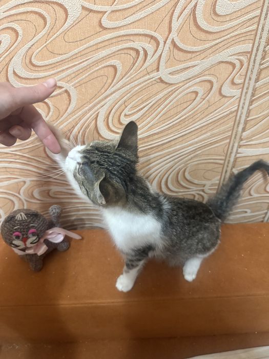 Котик шукає добру сімʼю