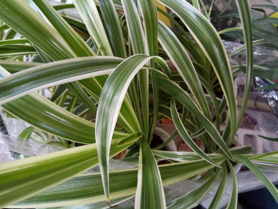 продам хлорофитум бонни океан